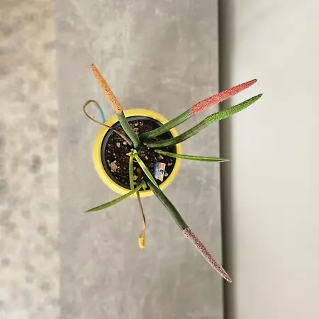 Casa Cesarina Сasa de vacaciones